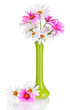 Beautiful daisies in colorful vase isolated on white