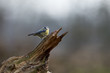 Blue tit