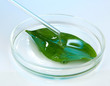 Chemical research in Petri dish on light blue background