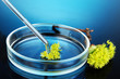 Chemical research in Petri dish on dark blue background
