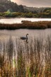 Cisne