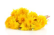 Dandelion flowers isolated on white