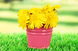 Dandelion flowers in bucket on grass on bright background