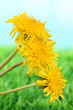 Dandelion flowers on grass on bright background