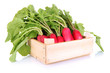 Small garden radish with leaves isolated on white
