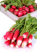 Small garden radish with leaves close up