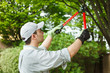 Gardener pruning a tree