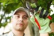Gardener pruning a tree