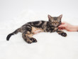 撫でられて眠る子猫