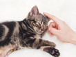 頭をなでられて眠る子猫