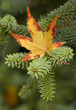 Photo: Maple leaf Maple leaf