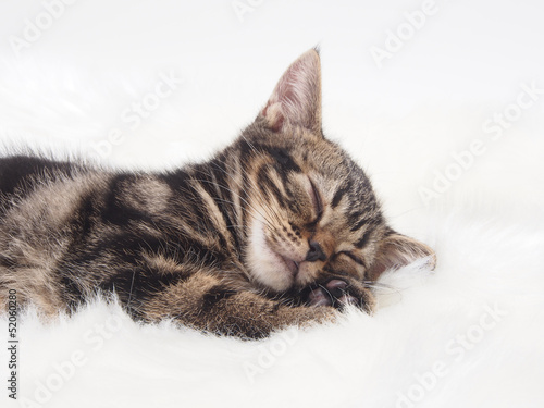 Photo: 眠るアメリカンショートヘアーの子猫 眠るアメリカンショートヘアーの子猫