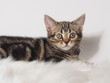 カメラを見る子猫