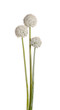 Three flower heads of onion (Allium cepa) on white