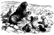 Northern fur seals on the shore of the sea