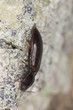 Click beetle, Hypoganus inunctus on wood, macro photo