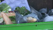 Pigeon pecking at bread in a compost bin. Vancouver, BC, Canada.