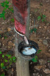 Rubber Tapping in Thailand.