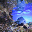 Stingray