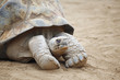 Seychelles turtle