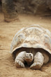 Seychelles turtle