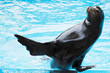 Sea lion