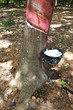 Rubber Tapping in Thailand.