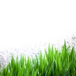 grass