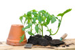 Foto: plants de tomates et courgette plants de tomates et courgette