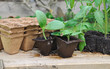 Foto: semis dans pots biodégradables semis dans pots biodégradables
