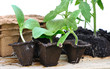 Foto: plantules dans pots biodégradables plantules dans pots biodégradables