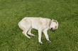 anatolia sheepdog resting on green grass