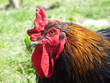 Foto: Rooster in the Farm Yard Rooster in the Farm Yard