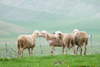 Sheep grazing