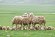 Sheep grazing