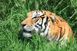Tiger in the grass