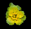 Spring flower 1