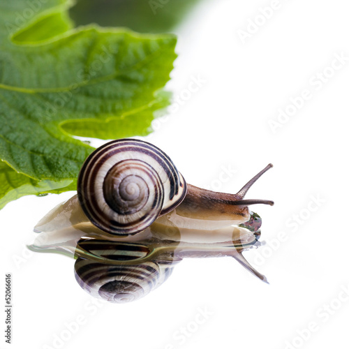 Photo: chiocciola chiocciola