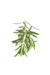 Photo: Rosemary Rosemary