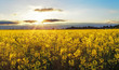 Sunset over rapeseed field
