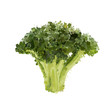 Вектор: Broccoli head of blots vector illustration Broccoli head of blots vector illustration