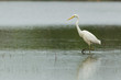 Great Egret in shallow water