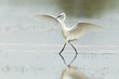 Little egret with spread wings