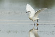 Little egret with spread wings
