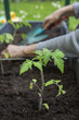 Foto: Selbst gezogene Tomatenpflanzen einpflanzen Selbst gezogene Tomatenpflanzen einpflanzen