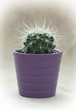Photo: Green prickly cactus in purple pot Green prickly cactus in purple pot