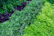 Fresh greens and lettuce on the counter market.