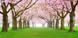 Kirschblüten Panorama
