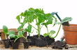 Foto: plantation de semis plantation de semis