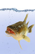Fische 42